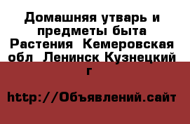 Домашняя утварь и предметы быта Растения. Кемеровская обл.,Ленинск-Кузнецкий г.